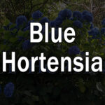Blue Hortensia